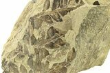 Pennsylvanian Fossil Seed Fern (Alethopteris) - Kansas #264894-2